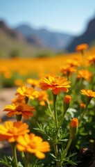 Orange marigolds and yellow daisies bloom freely, desert landscape, flower field, golden blooms