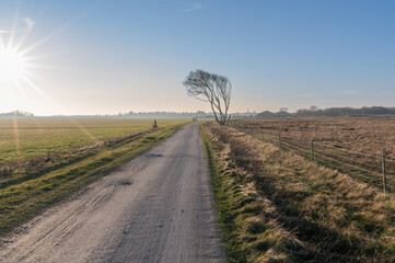 A peaceful country road on Schiermonnikoog, bathed in warm sunlight, leading through open fields and past a solitary tree