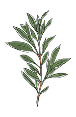 Olive branch illustration in color. Vector illustration