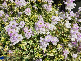 Asystasia gangetica is a small shrub with terminal inflorescences. The flowers are small at the base. It is popular as an ornamental plant and ground cover.