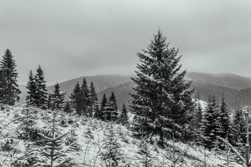Obraz premium Landscapes - Forest - Europe, Romania, Suceava region