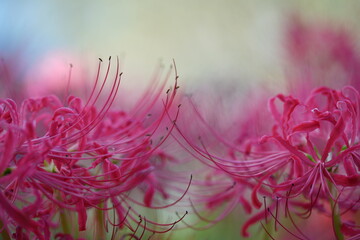 彼岸花