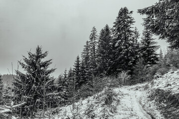 Obraz premium Landscapes - Forest - Europe, Romania, Suceava region