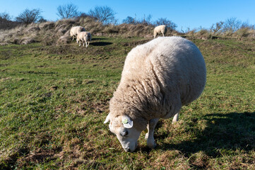A group of sheep peacefully grazing on the grassy dunes of Schiermonnikoog, enjoying the sunlight on a bright day