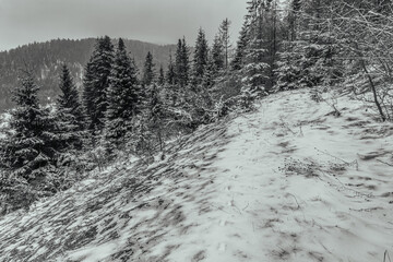 Landscapes - Forest - Europe, Romania, Suceava region