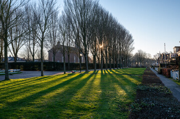 A row of tall trees in a park on Schiermonnikoog creates long shadows on the green grass, illuminated by the warm afternoon sunlight, in front of the church