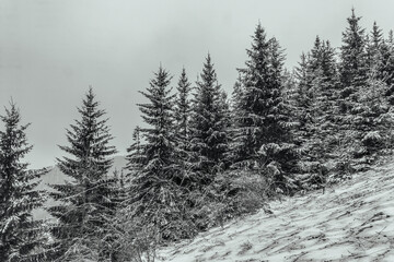 Landscapes - Forest - Europe, Romania, Suceava region
