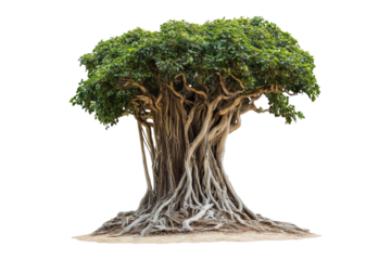 Ancient banyan tree with expansive roots reaching isolated on white or transparent, PNG