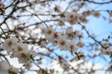Cherry blossoms bloom against a bright blue sky in early spring's gentle embrace