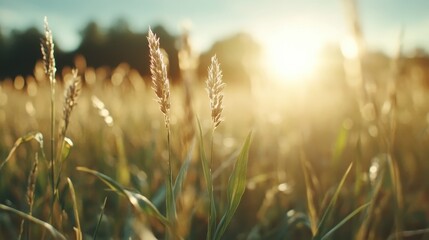 Fototapeta premium A mesmerizing image of wheat stalks glowing in the soft, warm evening light, emphasizing the connection between nature and serenity.