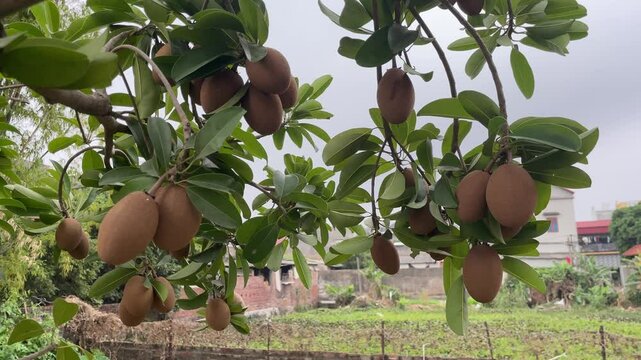 Sapodilla fruit on the sapodilla tree plant on summer, sapodilla plum in the garden fruit