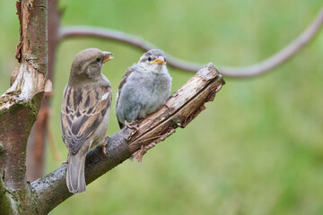 Junger Haussperling bei der Fütterung	
