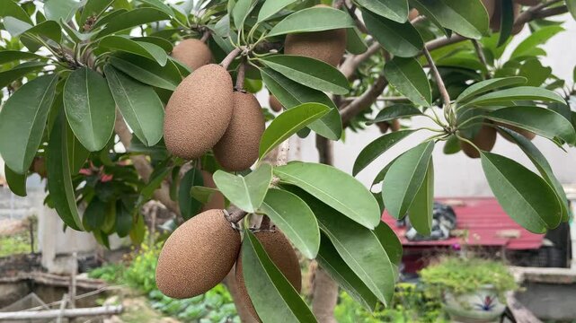 Sapodilla fruit on the sapodilla tree plant on summer, sapodilla plum in the garden fruit