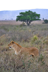 View of the Serengeti National Park