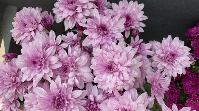 Beautiful Chrysanthemum Dante flowers blooming in the garden