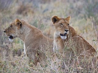 View of the Serengeti National Park