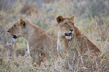 View of the Serengeti National Park
