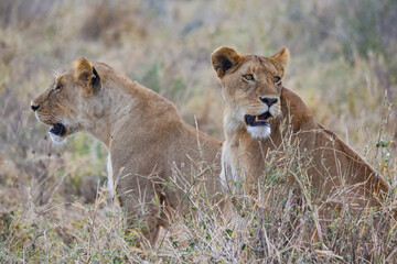 View of the Serengeti National Park