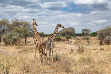 View of Tarangire National Park