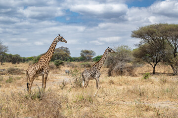 Fototapeta premium View of Tarangire National Park