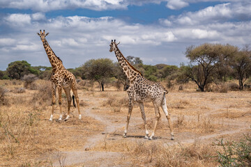 Obraz premium View of Tarangire National Park