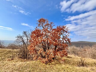lonely tree of oak in the autumn in mountains