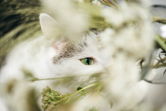 Curious cat peering through lush greenery and delicate blooms