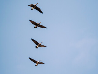 bird formation in flight