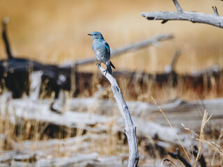 blue tit on a branch