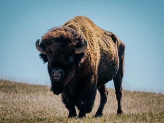 american bison in yellowstone national park