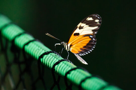 Tiger longwing butterfly on vibrant green mesh