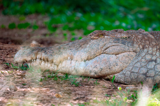 Close-up of a Mugger Crocodile resting on the ground