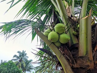 Coconut trees that have fruit are ready to be picked