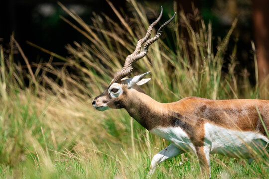 Blackbuck antelope walking in grassy field, alert posture