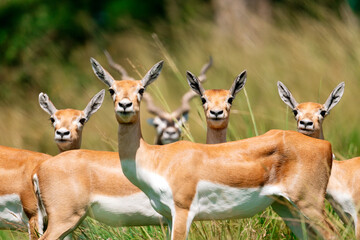 Group of alert blackbucks in a grassy field