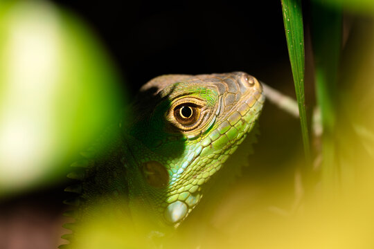 Close-up of a green iguana hiding among leaves