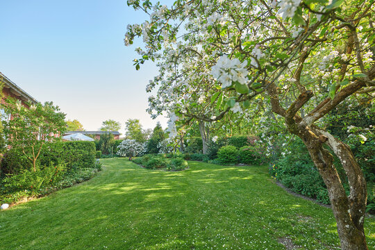 Nature, flowers and trees with lawn of backyard for bush, environment and foliage botany. Spring season, grass and growth with plants blossom in garden for countryside, park and peace background