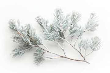 Snow-covered pine branch, winter scene, minimalistic, elegant.