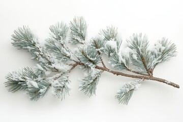 Snow-covered pine branch isolated on white background, winter scene.