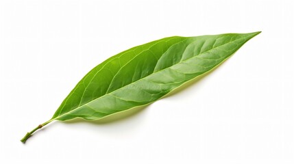 Green Tea Leaf Isolated on White Background