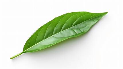Obraz premium Isolated Green Tea Leaf on White Background