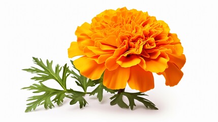 Marigold Flower Isolated on White Background