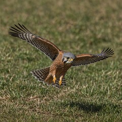 A kestrel hovering in the air, scanning the ground for prey.