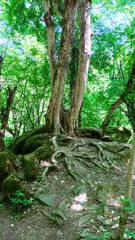 Fototapeta premium twisted roots of trees