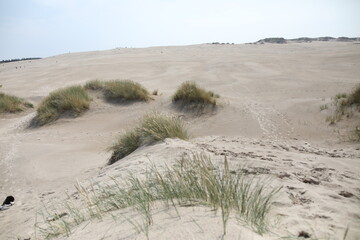 The sand dunes and grass of a beuatiful beach