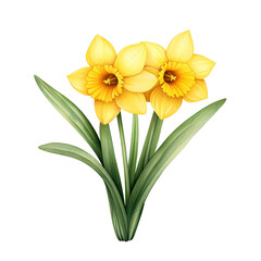 Fototapeta premium Bright yellow daffodils with vibrant green leaves, white isolated background.
