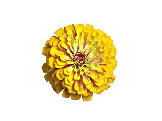 yellow zinnia flower isolated on white. 
