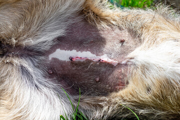 Surgical suture on a dog's belly, animal sterilization
