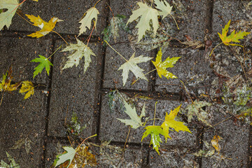 Yellow leaves asphalt, tiles. autumn yellow leaves. Top view