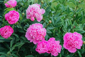 Blooming pink peonies in a flower garden.Flowers in the garden.